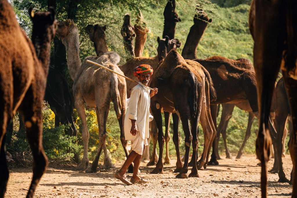 Rajasthan Camel Herders Threaten to Leave Animals at District